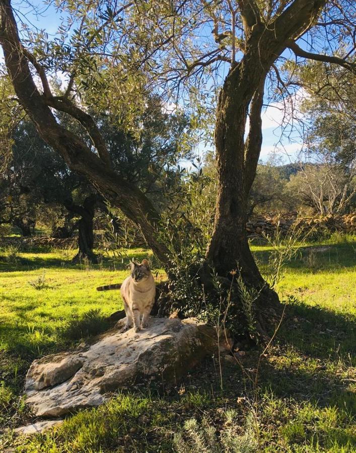 Paraiso Bell Tent Tortosa Zewnętrze zdjęcie